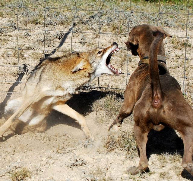 Dogs against a coyote - 02
