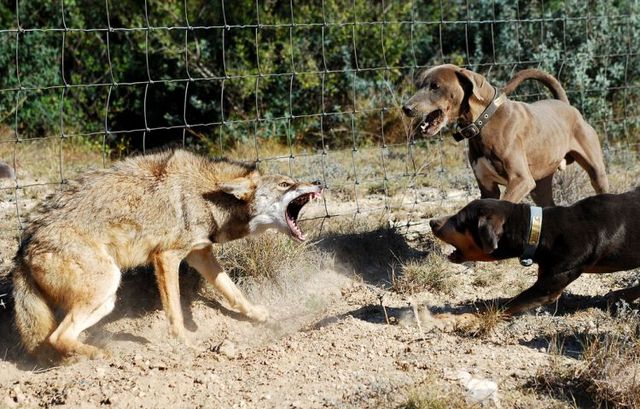 Dogs against a coyote - 04