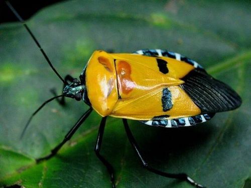 7 Incredible Bugs with Human Faces - 01