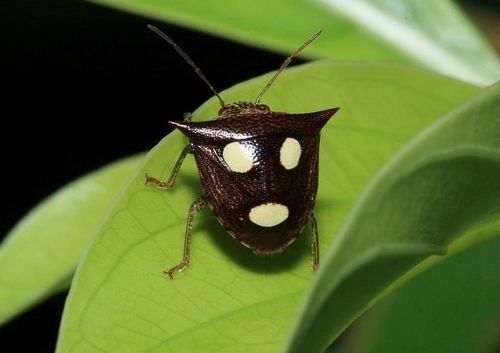 7 Incredible Bugs with Human Faces - 02