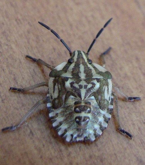 7 Incredible Bugs with Human Faces - 04