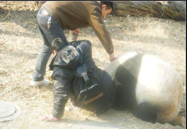 Panda attacks a man - 04