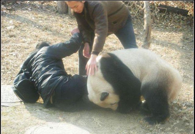 Panda attacks a man - 05