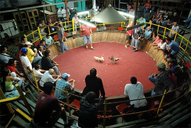 Cockfight in Costa Rica - 05