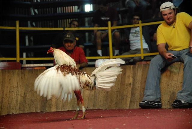 Cockfight in Costa Rica - 11