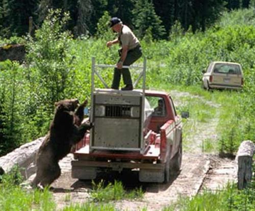 They released a bear and he decided to attack them - 04