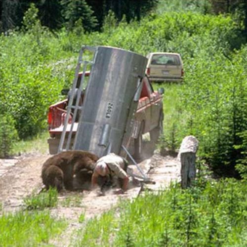 They released a bear and he decided to attack them - 07