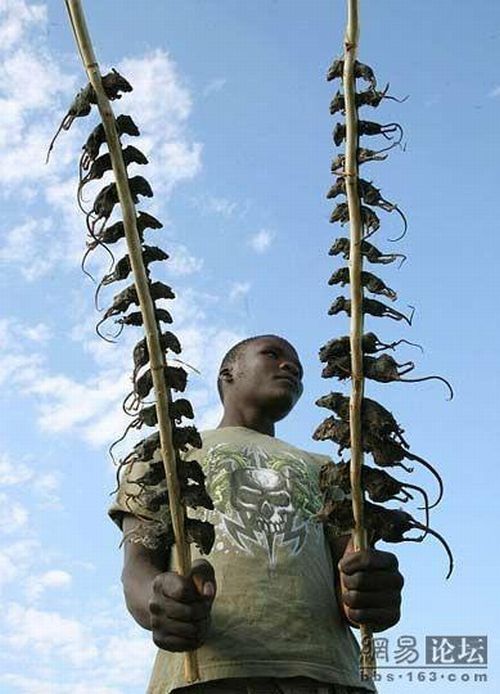 From the series The food of African peoples. Huge!! - 04
