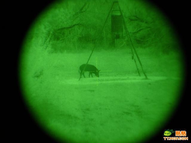 Huge. Killing wild boars with a sniper rifle - 01