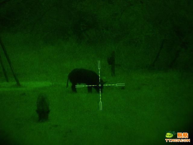 Huge. Killing wild boars with a sniper rifle - 02