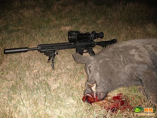 Huge. Killing wild boars with a sniper rifle - 03