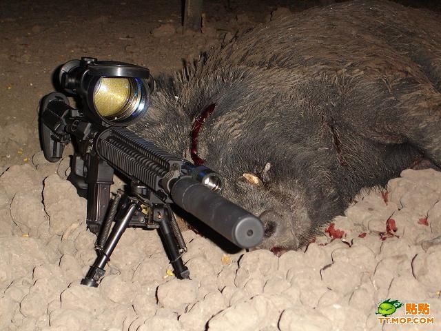 Huge. Killing wild boars with a sniper rifle - 04