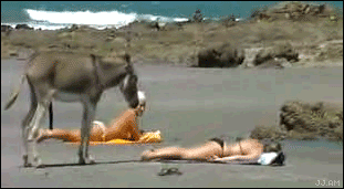 Selection of animated gifs called Fuck it. Carful, some gifs are unpleasant to see! - 12