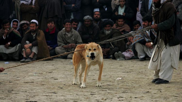 OMG. Dog fight in Afghanistan - 00