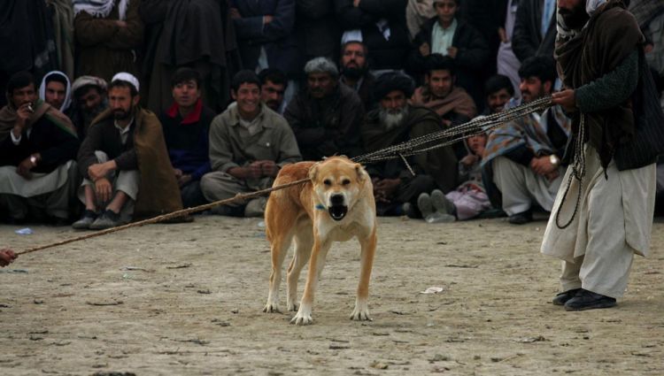 OMG. Dog fight in Afghanistan - 05