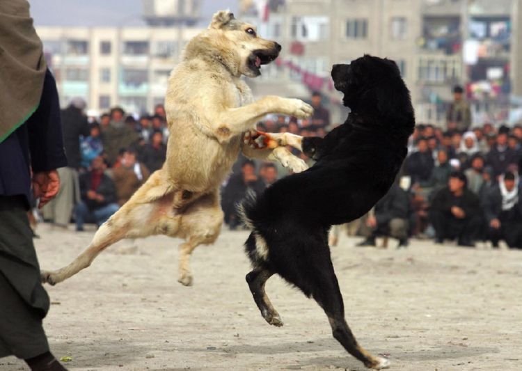 OMG. Dog fight in Afghanistan - 06