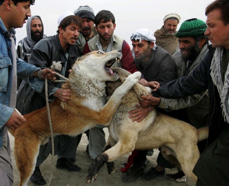 OMG. Dog fight in Afghanistan - 10