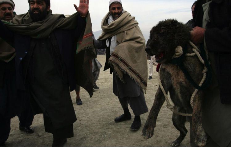 OMG. Dog fight in Afghanistan - 11