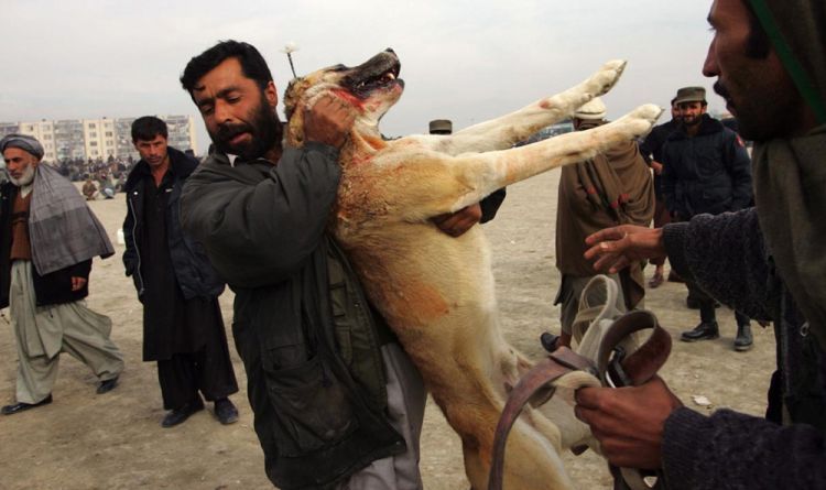 OMG. Dog fight in Afghanistan - 12