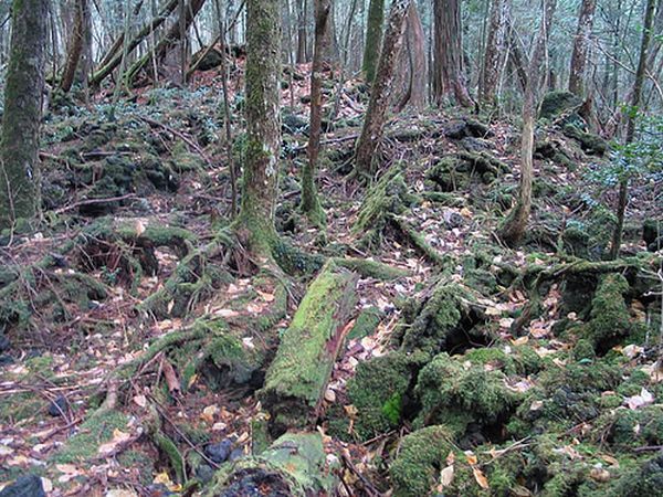 Unsolved mysteries of one of the horrible places on Earth - Aokigahara Forest - 01