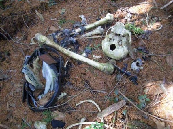 Unsolved mysteries of one of the horrible places on Earth - Aokigahara Forest - 10