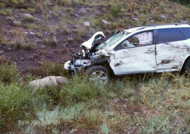 Nissan Murano’s driver killed seven elks - 00
