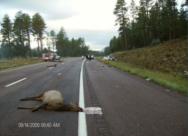 Nissan Murano’s driver killed seven elks - 04
