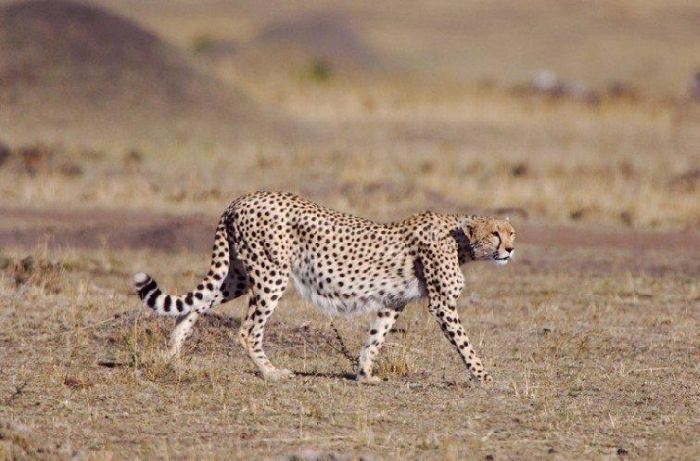 One episode from the life of a cheetah. Real predator - 02