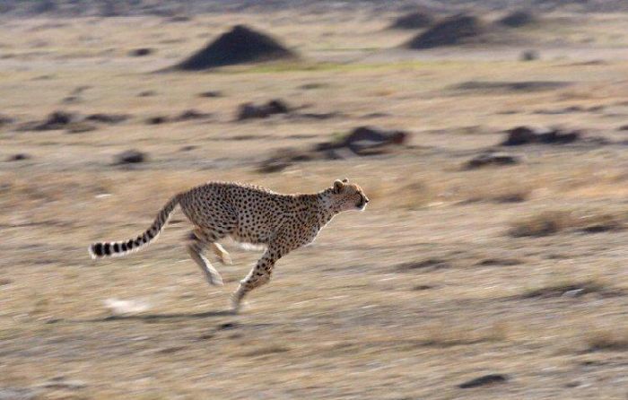 One episode from the life of a cheetah. Real predator - 05