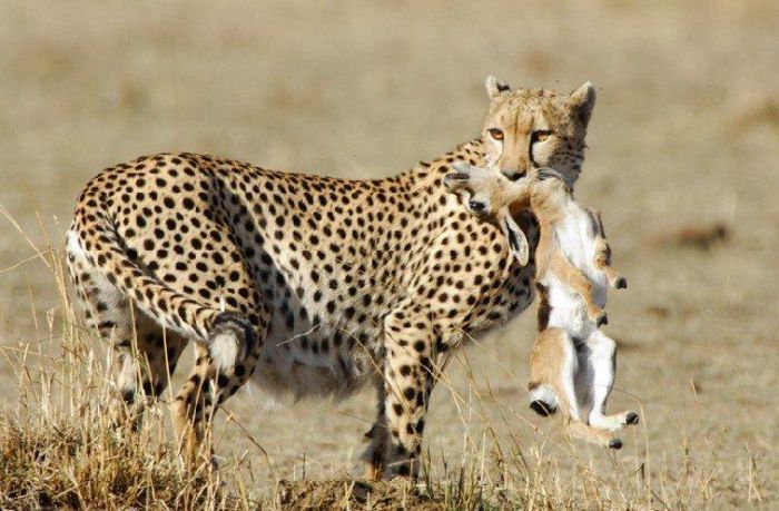 One episode from the life of a cheetah. Real predator - 06