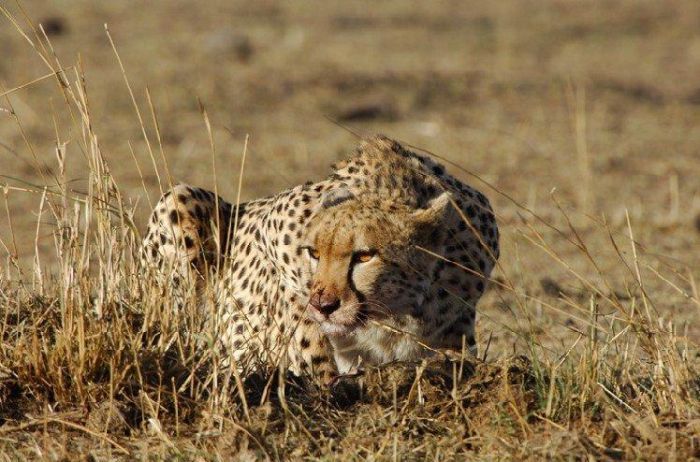 One episode from the life of a cheetah. Real predator - 08