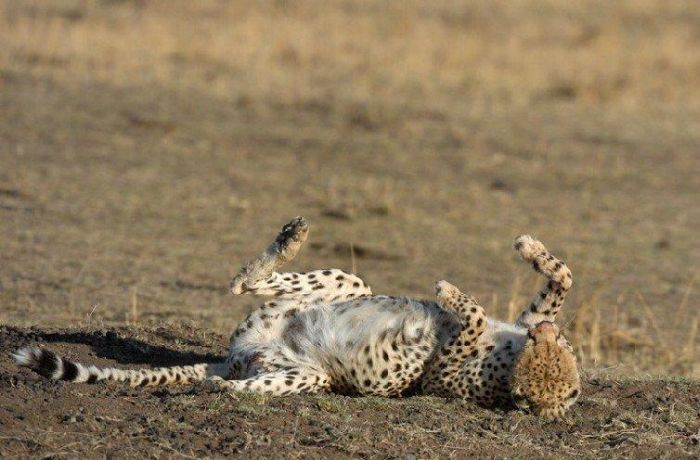 One episode from the life of a cheetah. Real predator - 11