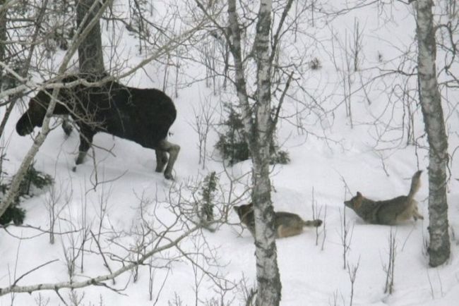 Moose hunting - 00