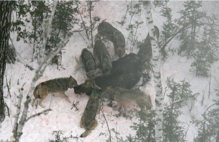 Moose hunting - 04