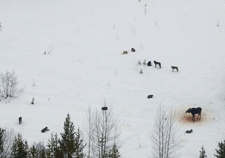 Moose hunting - 05