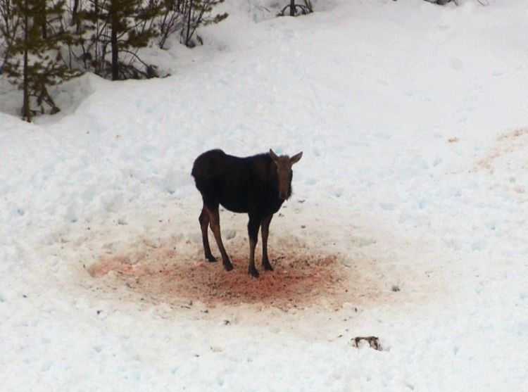 Moose hunting - 07