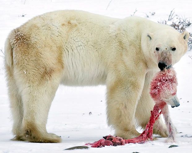 Animals devouring each other. The best pictures of 2009 - 29
