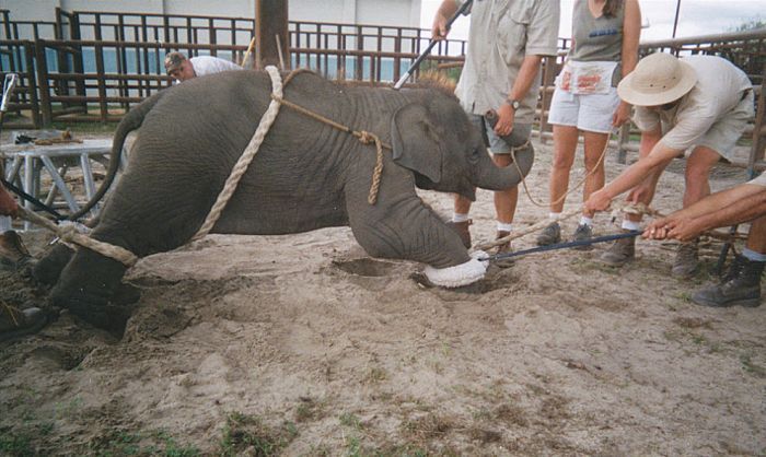 OMG. How circus elephants are tamed - 00