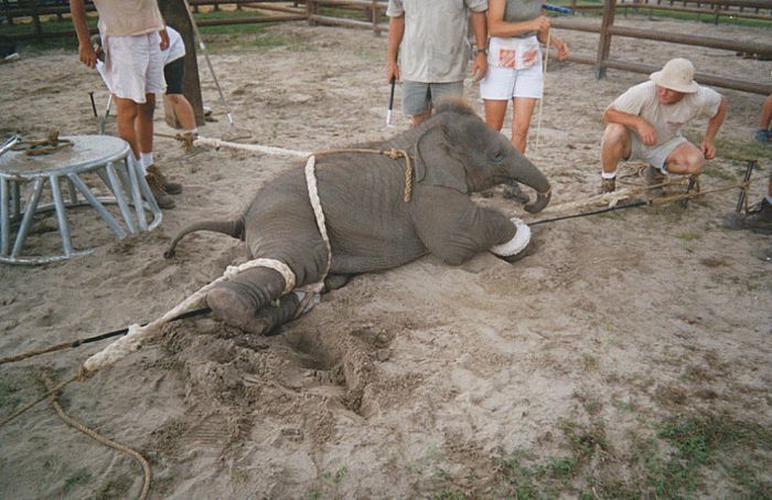 OMG. How circus elephants are tamed - 05