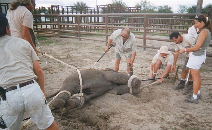 OMG. How circus elephants are tamed - 06