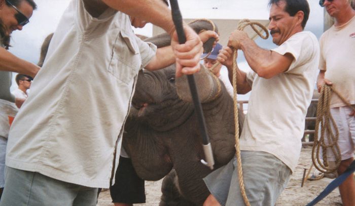 OMG. How circus elephants are tamed - 07