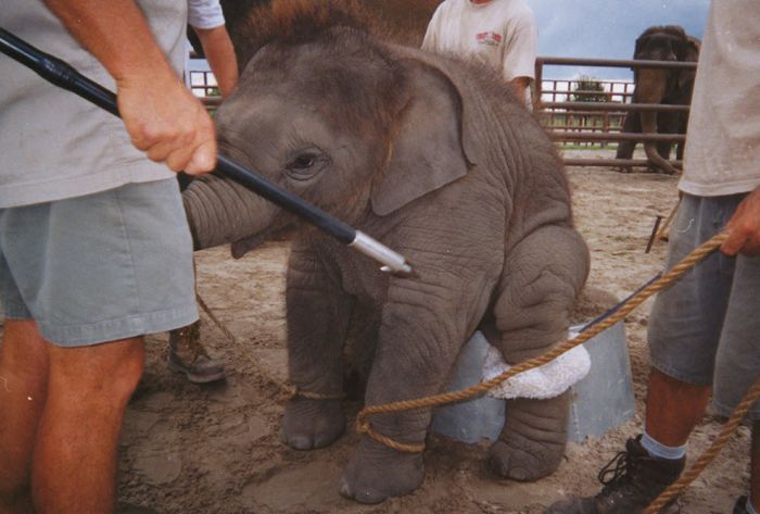 OMG. How circus elephants are tamed - 08