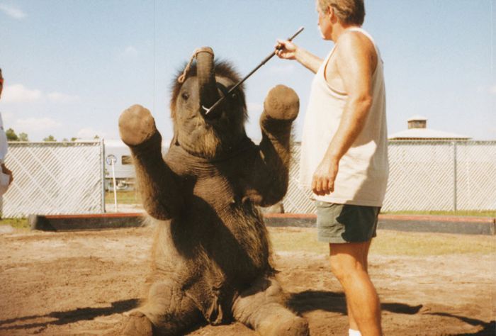 OMG. How circus elephants are tamed - 09
