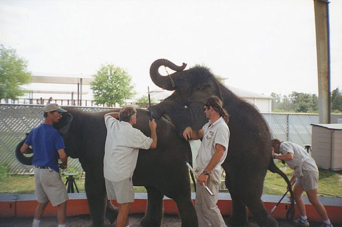 OMG. How circus elephants are tamed - 11