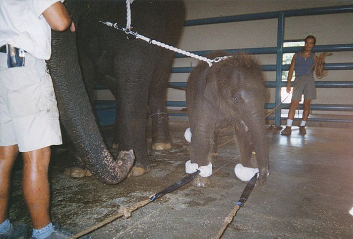 OMG. How circus elephants are tamed - 12