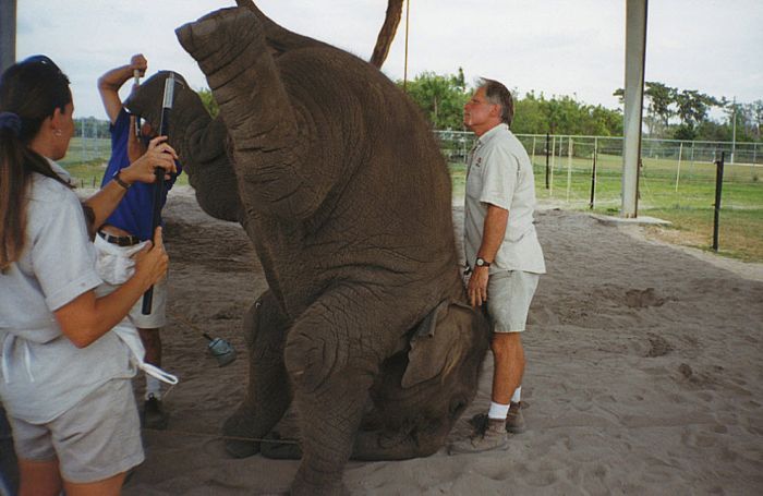 OMG. How circus elephants are tamed - 13