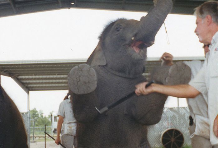 OMG. How circus elephants are tamed - 14