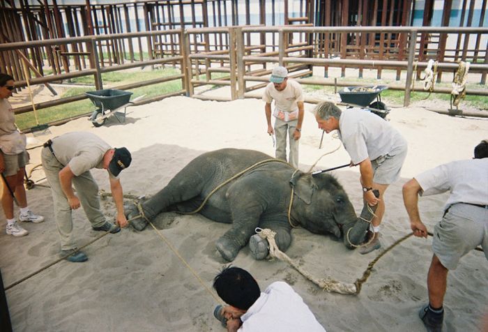 OMG. How circus elephants are tamed - 16