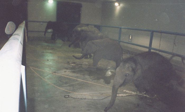 OMG. How circus elephants are tamed - 18