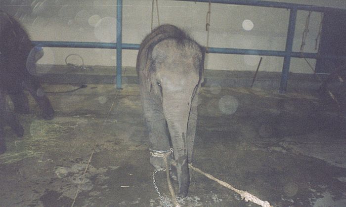 OMG. How circus elephants are tamed - 19